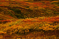 tundra color